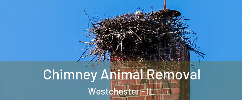 Chimney Animal Removal Westchester - IL